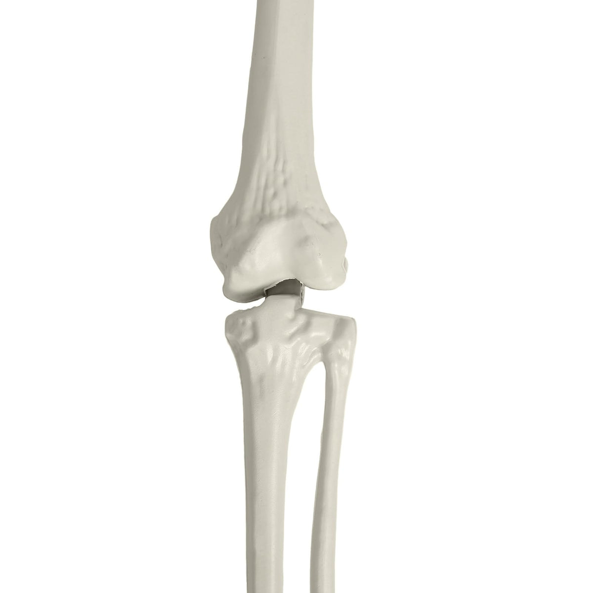 Life Size Poseable Skeleton with Movable Joints C85085
