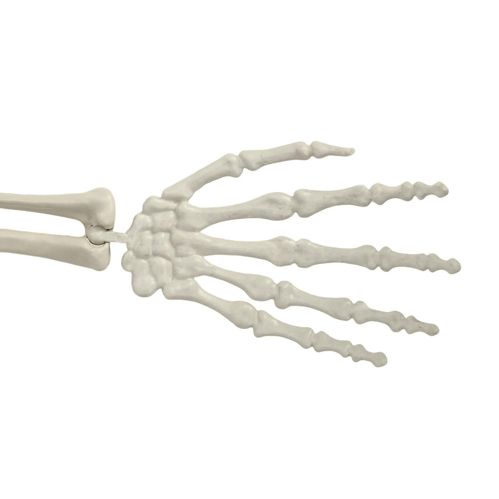 Life Size Poseable Skeleton with Movable Joints C85085