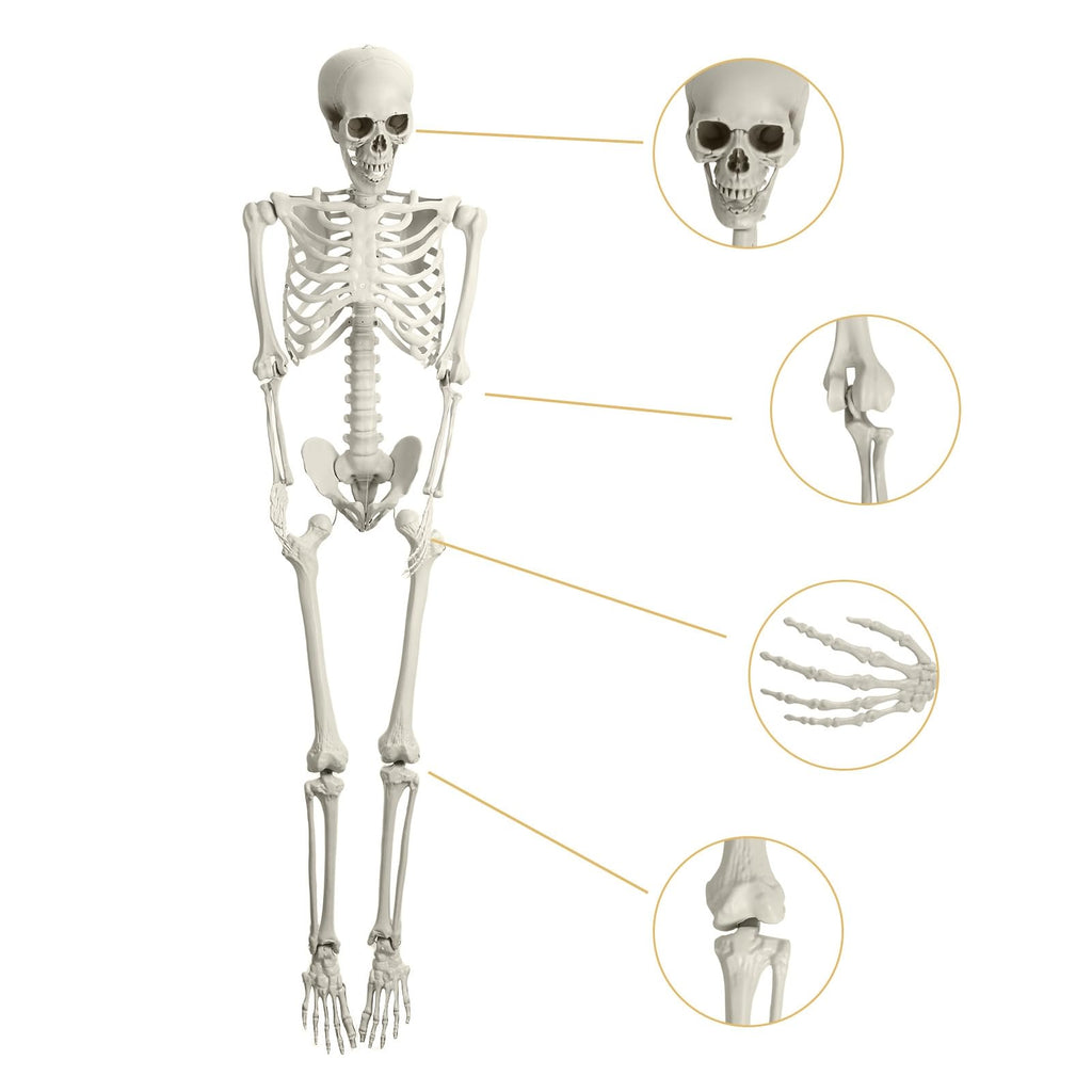 Life Size Poseable Skeleton with Movable Joints C85085