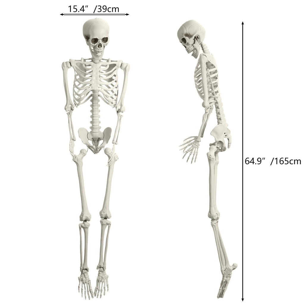 Life Size Poseable Skeleton with Movable Joints C85085
