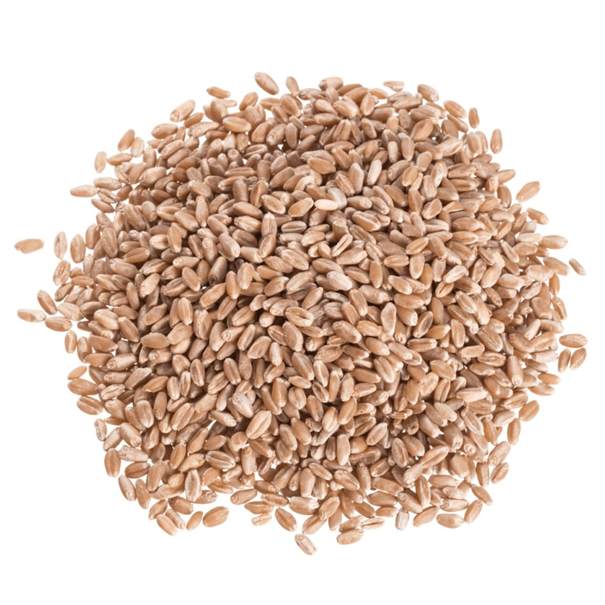 Organic Hard Red Wheat Berries 25 lb C67587